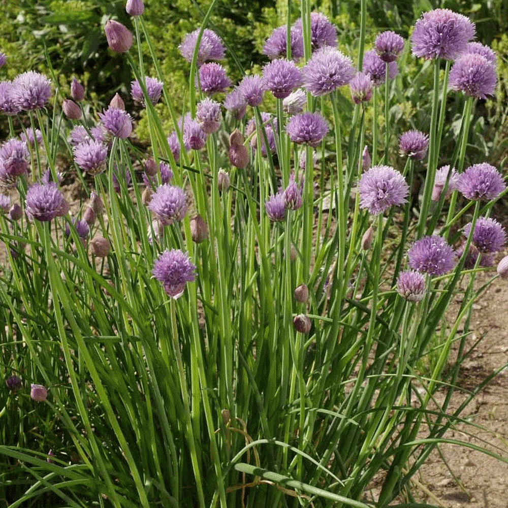 Onion Chives Seed Seed US Seller Ships Fast! 