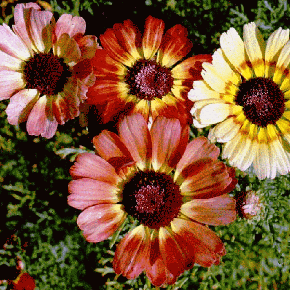 3,000 vrac Graines Daisy peint Chrysanthemum Carinatum