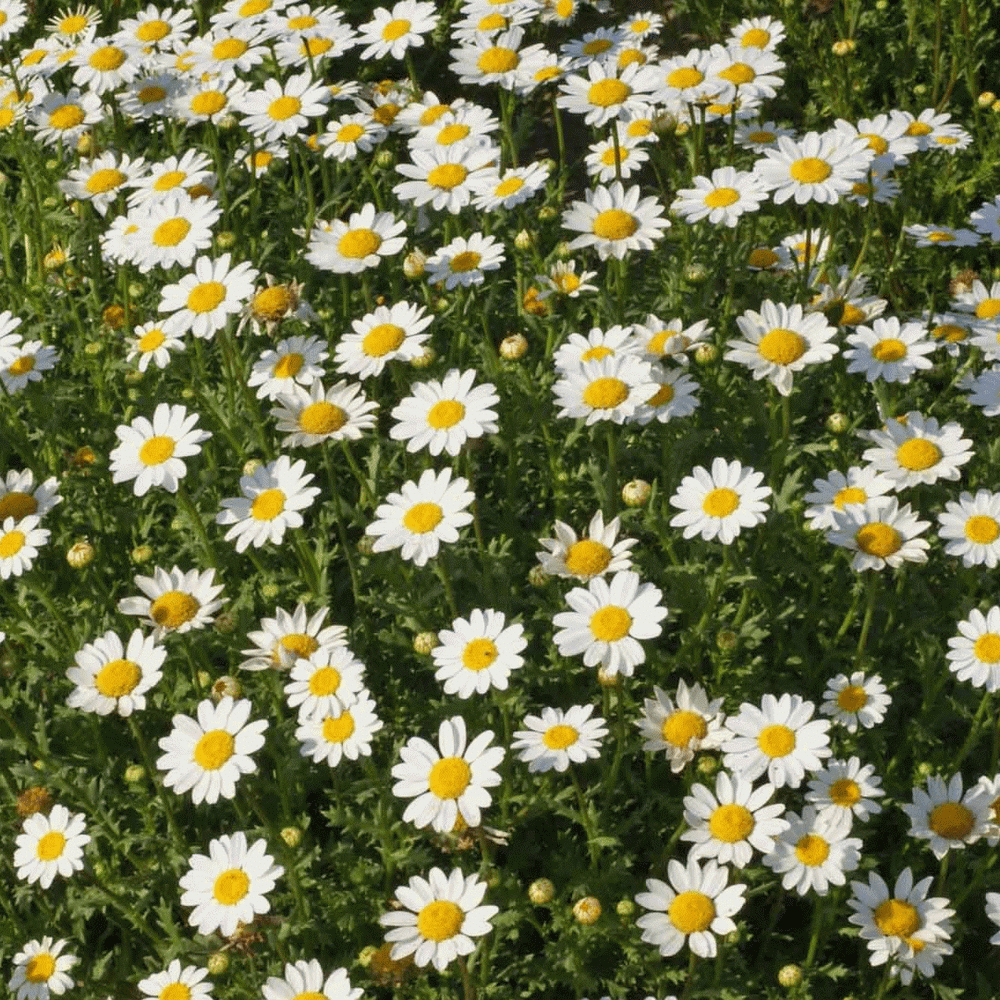 White Daisy Seeds 30 Seeds Chrysanthemum Paludosum Flower Garden Seeds Hot A048 