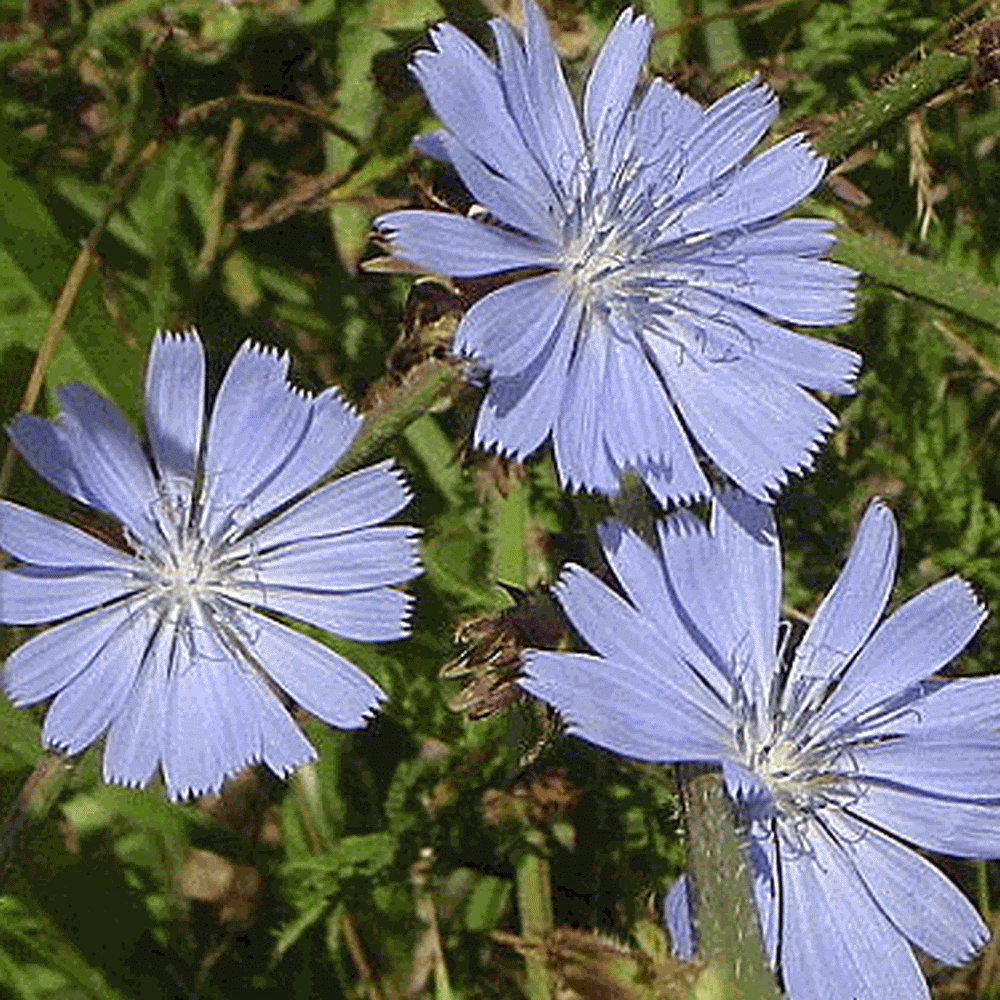 Cichorium intybus (Chicory) Wildflower Seed