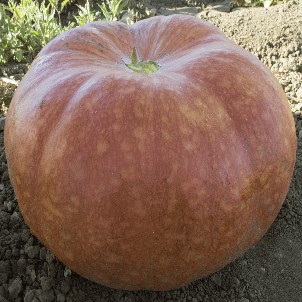 cinderella pumpkin cinderella pumpkin