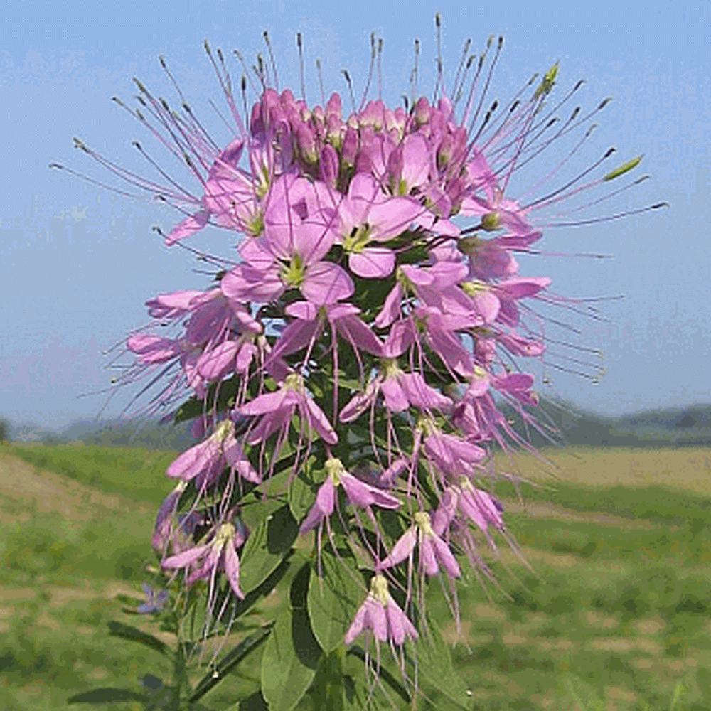 Cleome serrulata (Rocky Mountain Bee Plant) Wildflower Seed