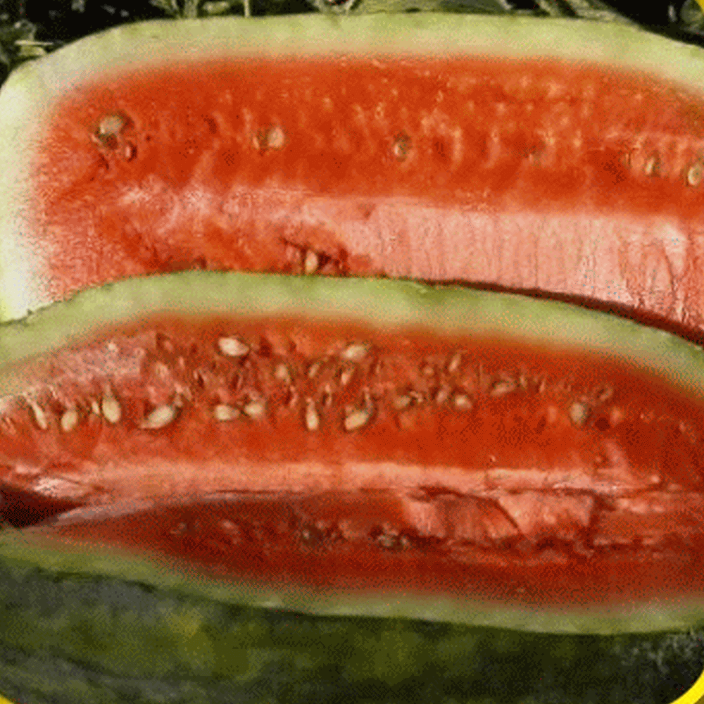Huge 400 Lbs Vista 30Seeds/Bag Fruit Seeds North Carolina Giant Watermelon Seeds Non-GMO Edible Fruits 