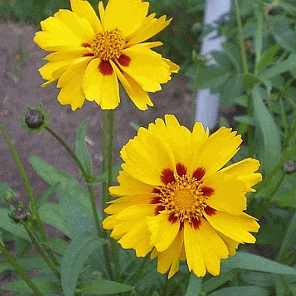 50 Yellow Coreopsis Seeds Coreopsis Grandiflora Big Flower Coreopsis