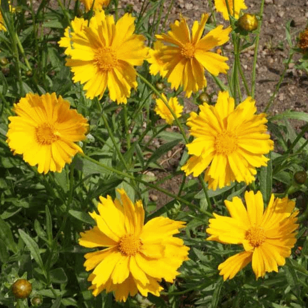 50 Yellow Coreopsis Seeds Coreopsis Grandiflora Big Flower Coreopsis