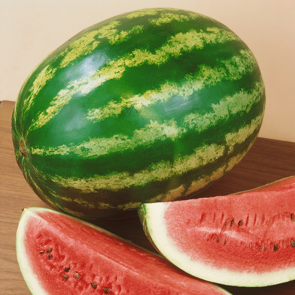 GroCo 25-50 LB FRUIT sweet watermelon 35 seeds ALLSWEET 