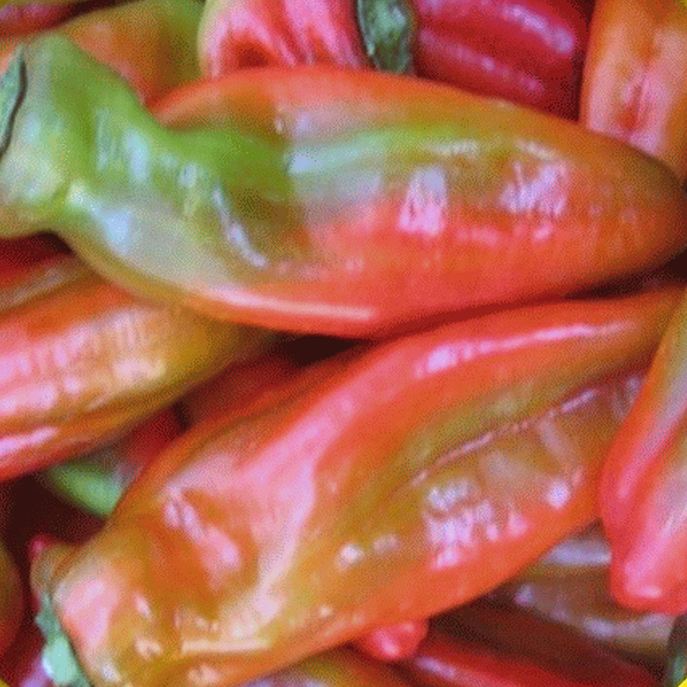 Everwilde Farms Mylar Seed Packet 50 Big Red Sweet Pepper Seeds 