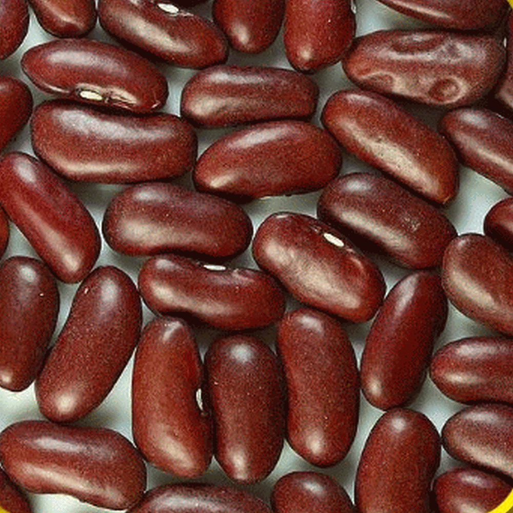 Dry Dark Red Kidney Beans Seeds | Everwilde Farms