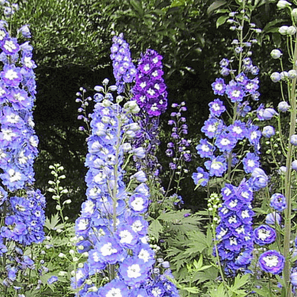 100 QIS Dark Blue Larkspur Flower Seeds For Fall Plantings