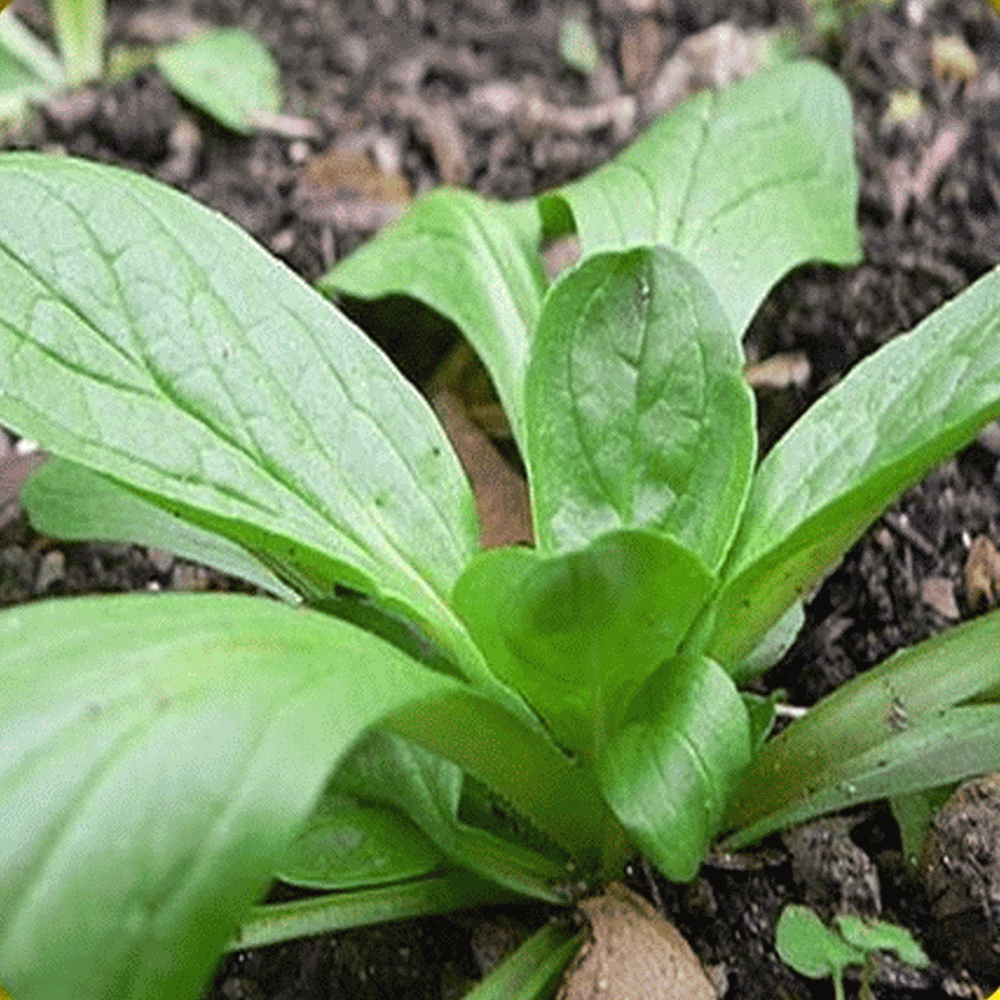 Some Known Factual Statements About Quinoa And Corn Salad With Pumpkin Seeds