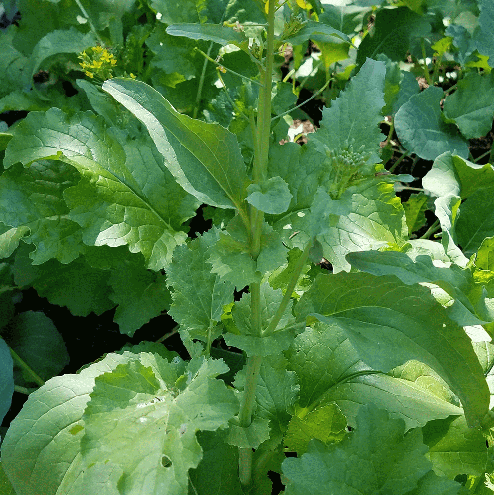 Broccoli Raab Rapini Organic Vegetable Seeds Burpee 600mg 11/21 
