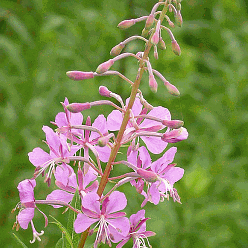 ros graines fireweed Chamaenerion angustifolium seeds great willowherb 