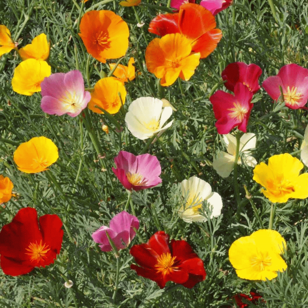 California Poppy Seeds