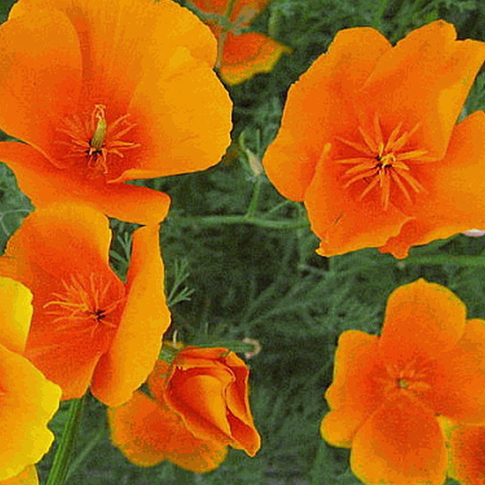 Bush Rose California Poppy Flower Seeds  Annual 50+