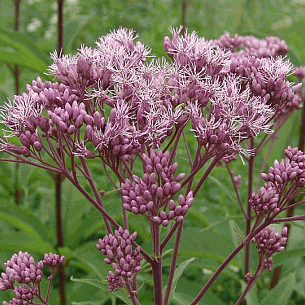 eupatorium maculatum weed joe pye everwilde wildflower seed seeds farms