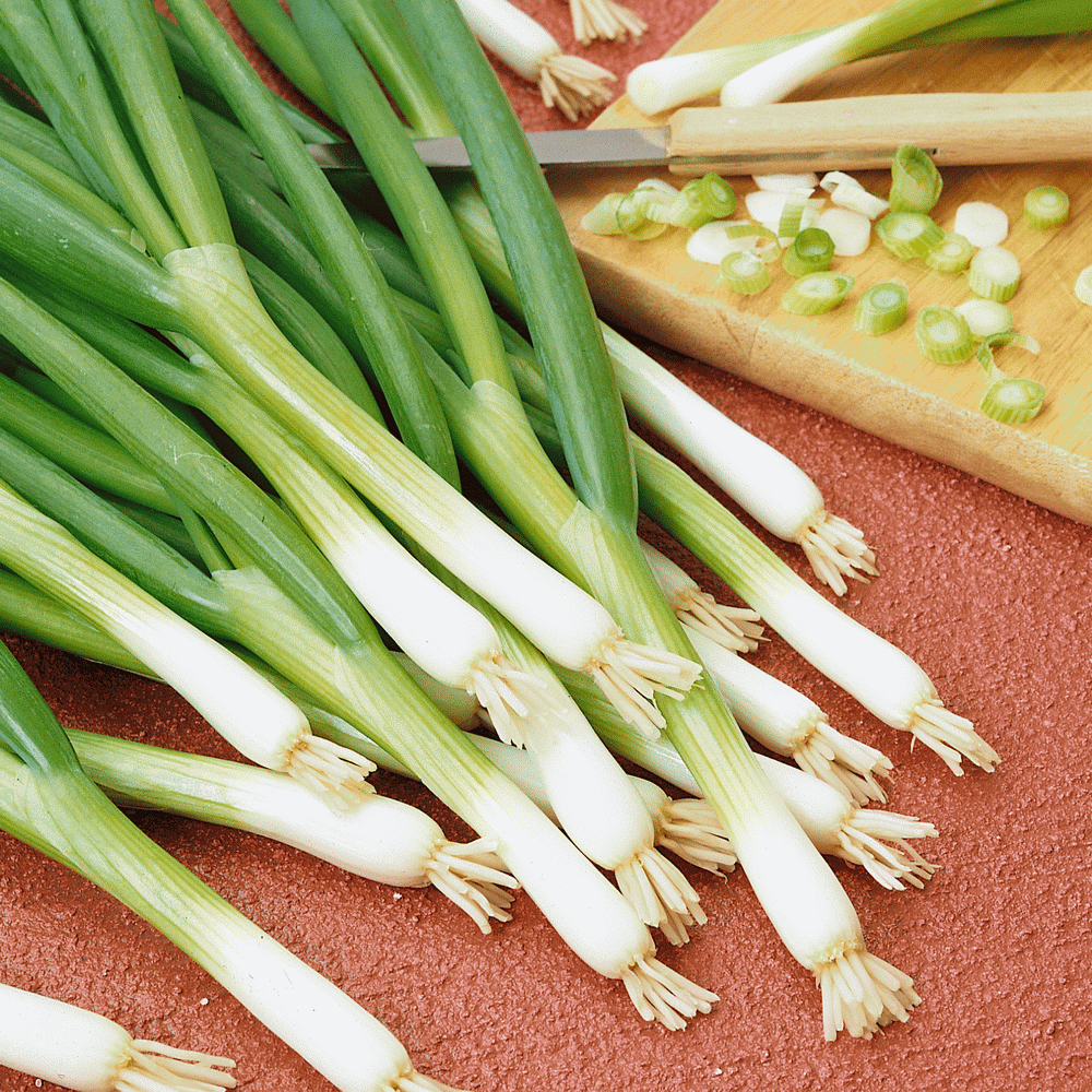 Details about   200+Green Onion Seeds Tokyo Long White Bunching Onion Scallion Shallot Fresh US 