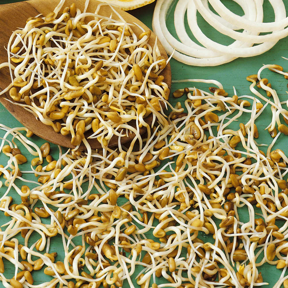 HERB SEED HEIRLOOM HEALTHY AND TASTY HERB ORGANIC 20+ SEEDS FENUGREEK 
