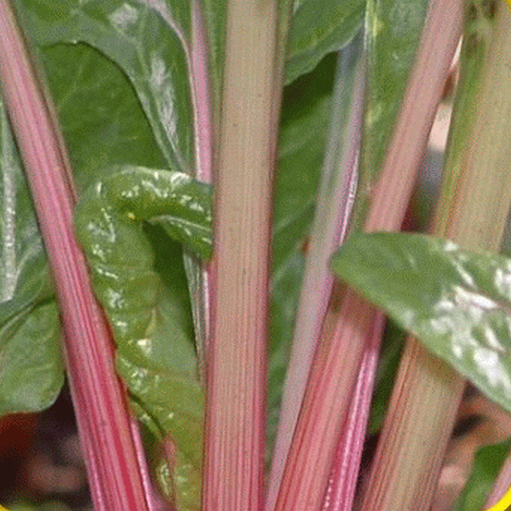 500 Ruby Red Swiss Chard Seeds Everwilde Farms Mylar Seed Packet