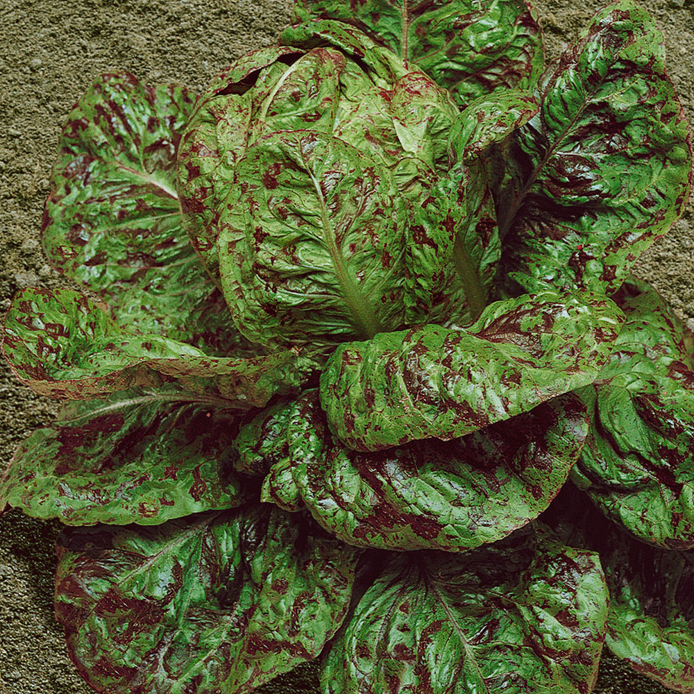 Wood Mulch In Vegetable Garden Can Be Fun For Anyone