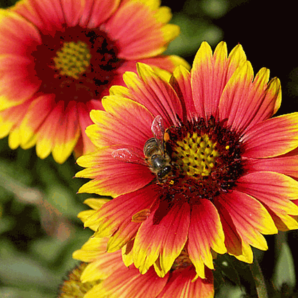 Indian Blanket Seeds Indian Blanket Flowers,How To Make A Tequila Sunrise Cocktail