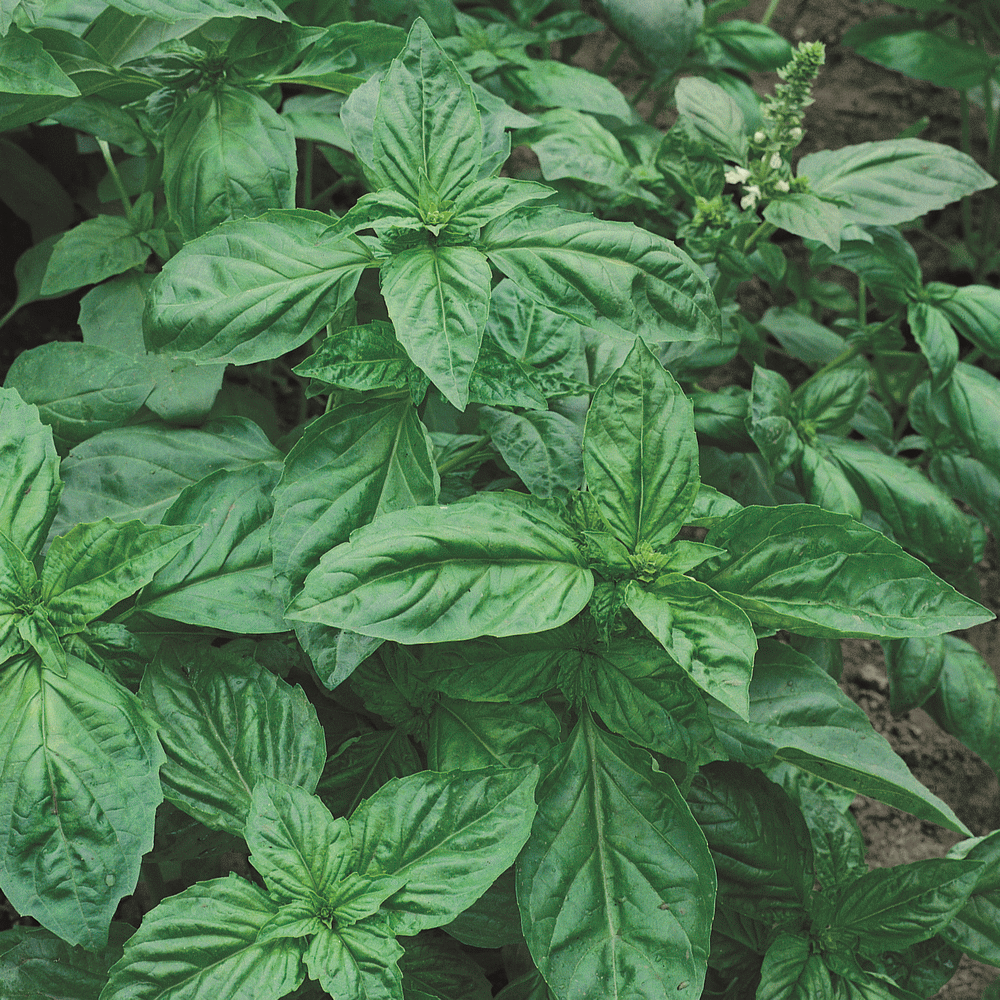 2 plants Live Italian Basil Genovese Ocimum basilicum Herbs Plants in 4" Pot