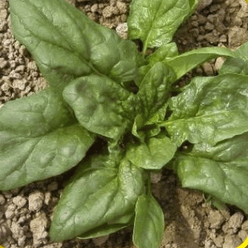 NOBEL GIANT SPINACH SEEDS Get These Seeds In Your Garden Or Raised Bed Today.