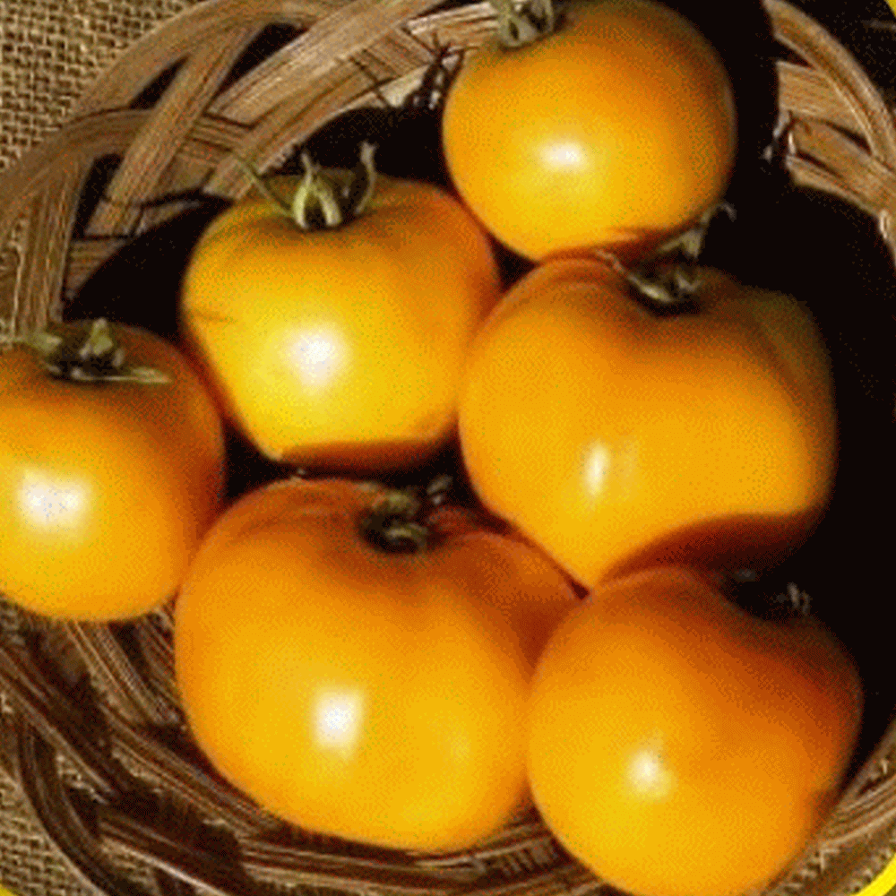 150 GOLDEN JUBILEE TOMATO Lycopersicon Yellow Fruit Vegetable Seeds *Flat Ship 