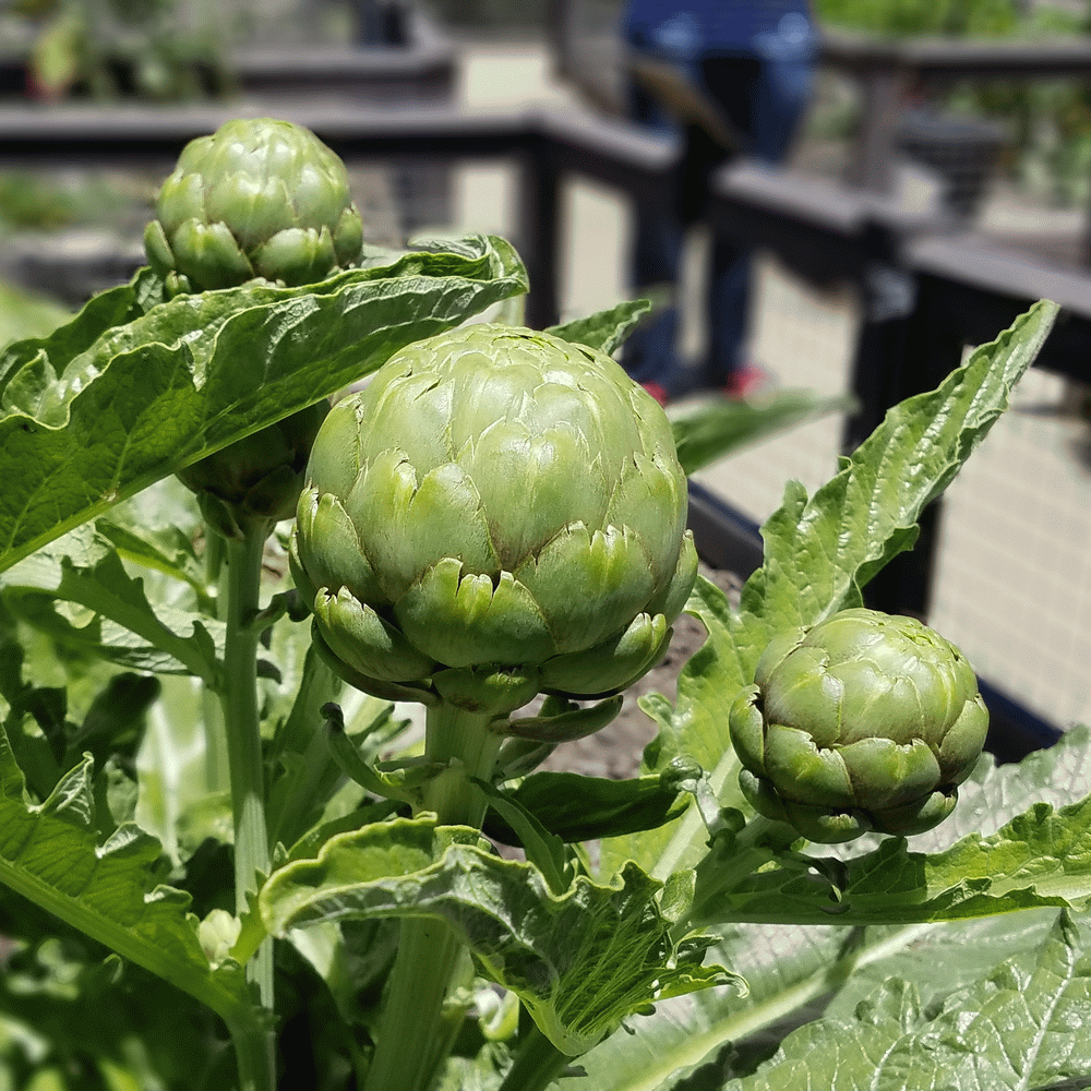 Laon BIO Big Green Artichoke Seeds for garden balcony vegetable garden