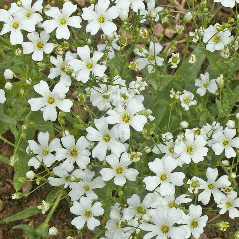 gypsophila