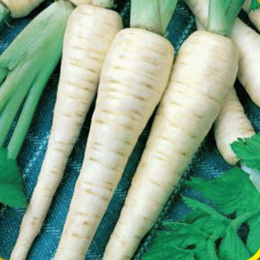 FREEPOST. SWEET TASTING ROOTS IMPERIAL CROWN PARSNIP SEEDS 200 