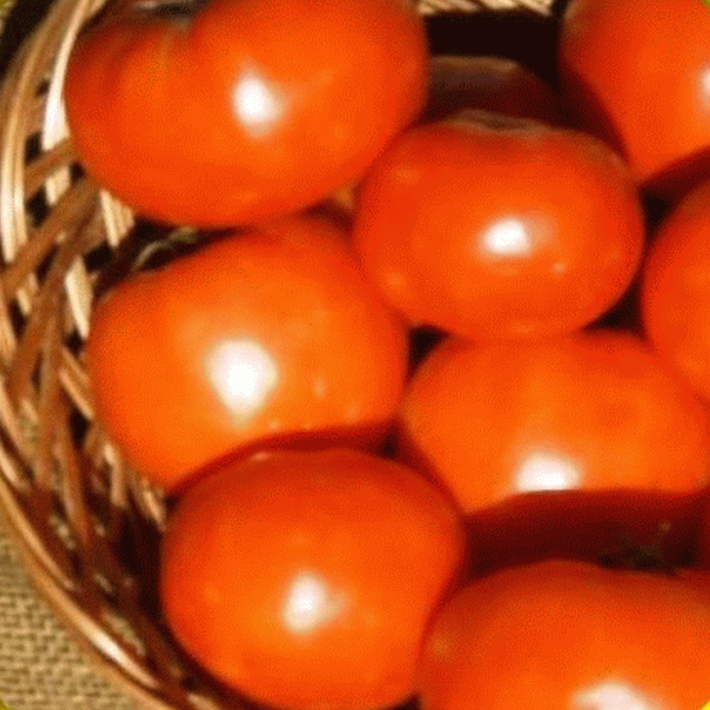 1/4 lb Marglobe Heirloom Tomato Seeds-everwilde Farms Mylar Graines Paquet 