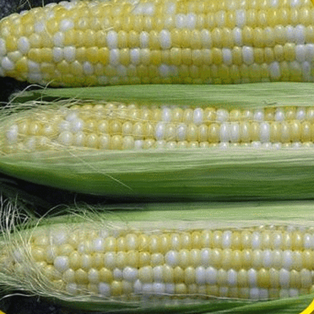 Honey And Cream Hybrid Bicolor Sweet Corn Seeds. 