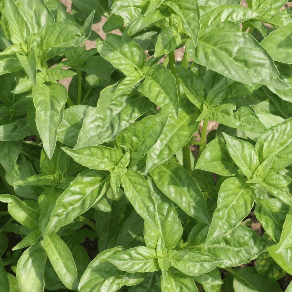 Organic NON-GMO Italian Large Leaf Basil 50+Seed Sweet spicy flavor 
