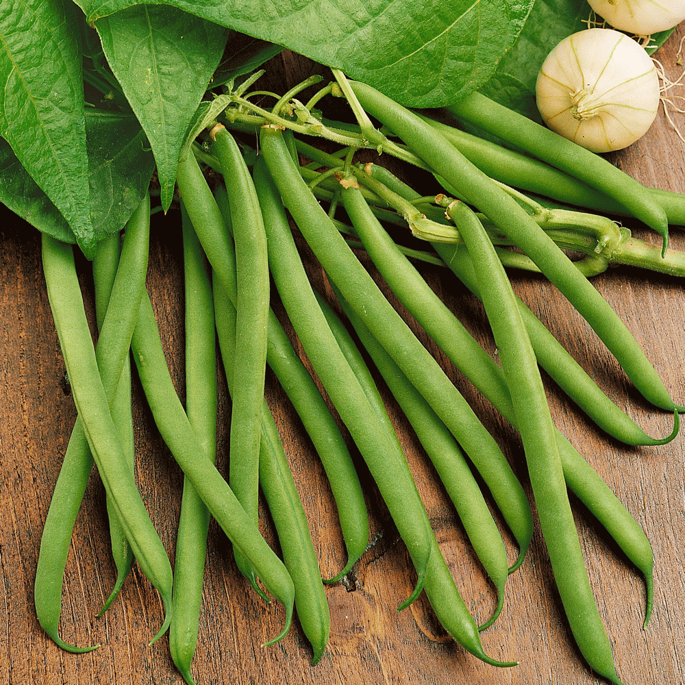 Kentucky Wonder Bush Bean Seeds | Kentucky Wonder Beans