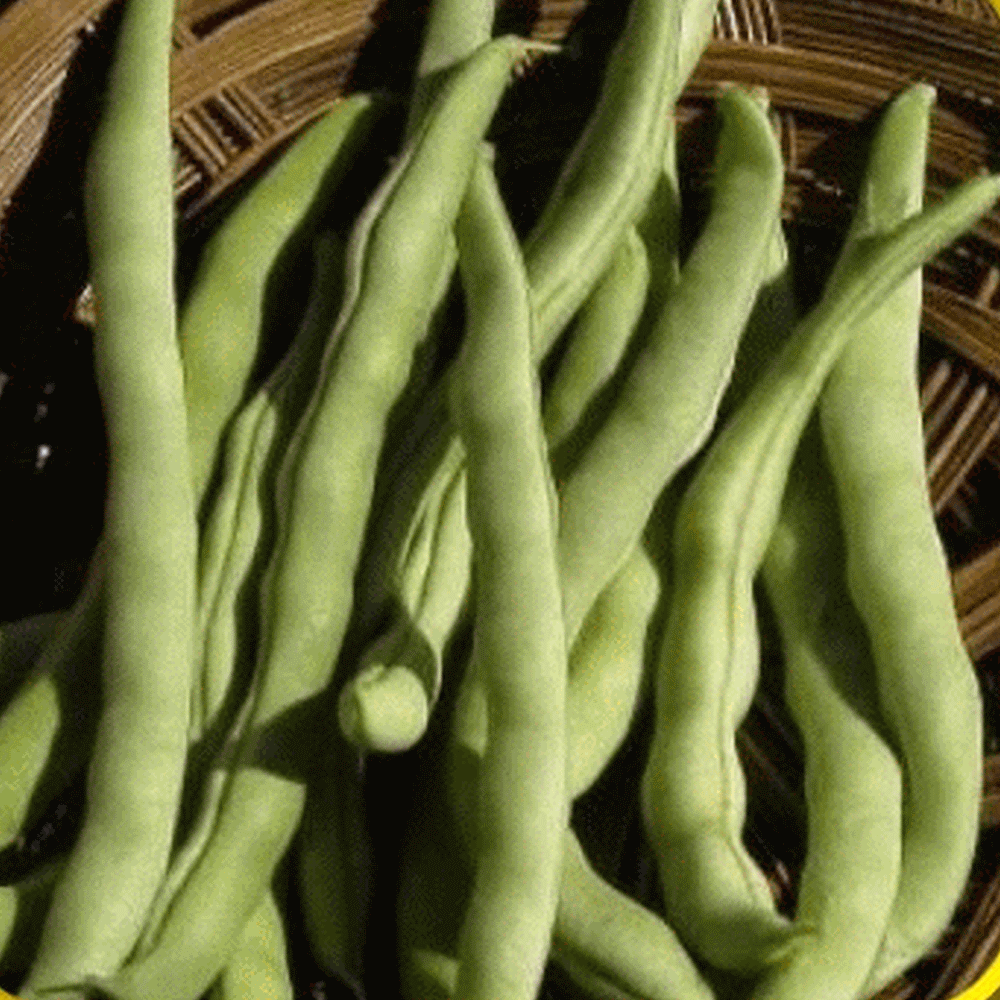 KENTUCKY WONDER Climbing Pole French Beans 20 ORGANIC Seeds HIGH YIELD Bio NonGM 