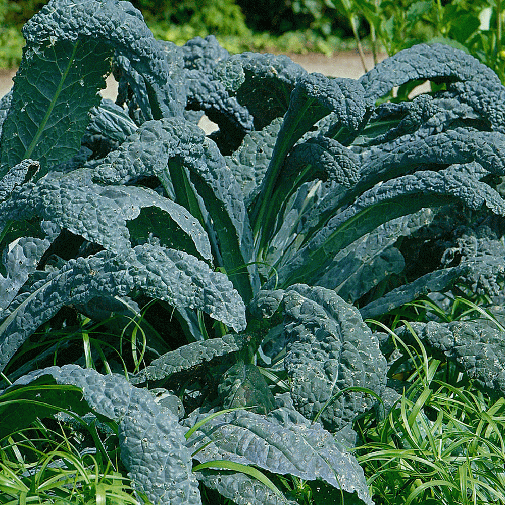 Lacinato Kale Seeds  Kale Seed for Sale  Everwilde Farms