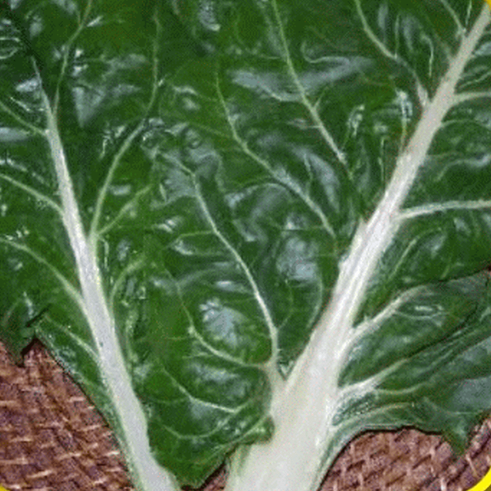 SWISS CHARD SEEDS NON GMO ORGANIC 500 SEEDS HEIRLOOM LARGE WHITE RIBBED 