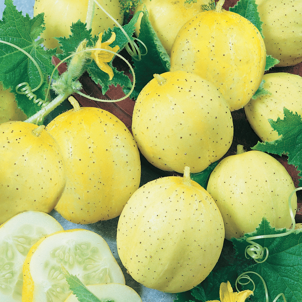 Yellow Lemon Cucumber Seeds for Sale  Everwilde Farms