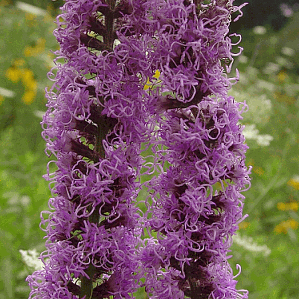 Liatris pycnostachya (Prairie Blazing Star) Wildflower Seed