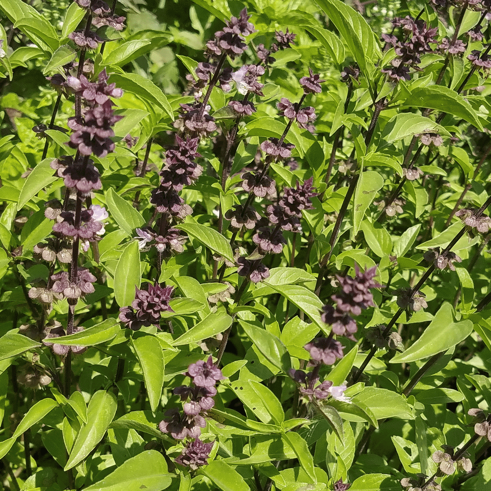 Herb Seeds - 'Licorice Basil'
