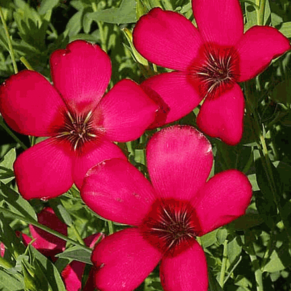 Perennial Linum grandiflorum 20 Seeds Scarlet Flax Seeds 