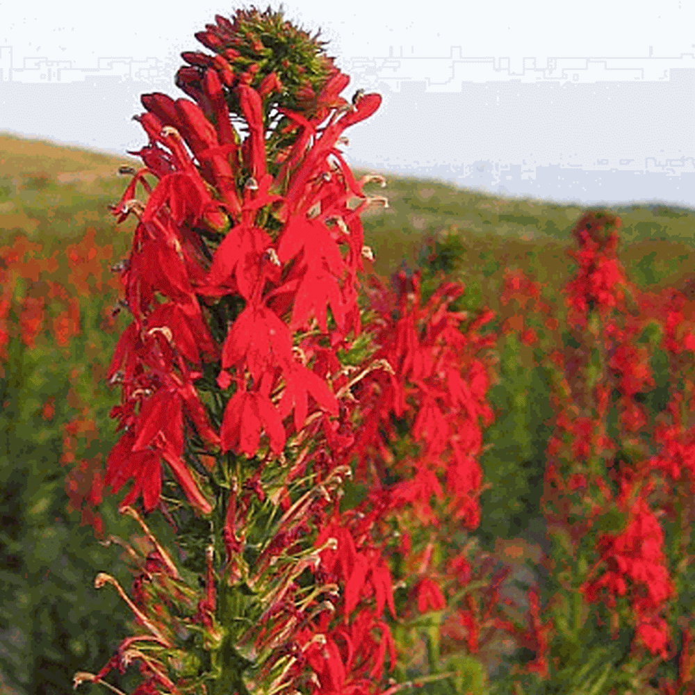 Cardinal Flower Seeds    binF11