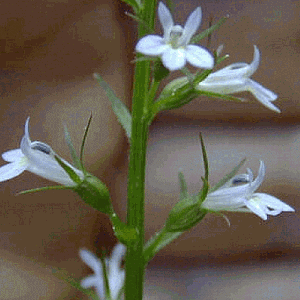 Lobelia inflata (Indian Tobacco) Wildflower Seed