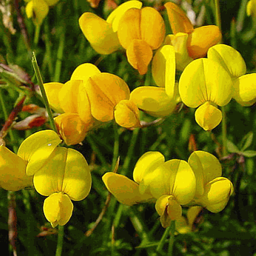 lemon thyme plant lemon thyme plant