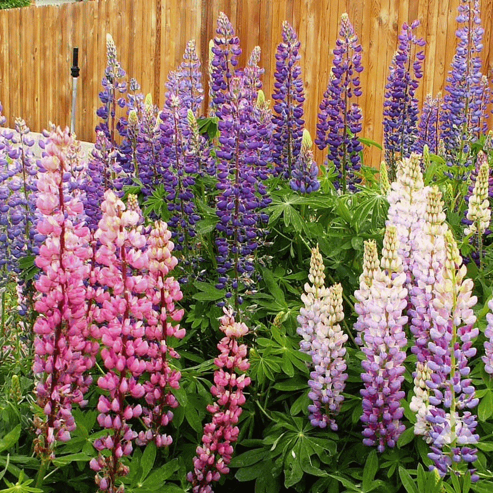 Non-Gmo 300ct Heirloom Bulk Seeds Lupine Seed Russell Lupine Wildflower Seed 