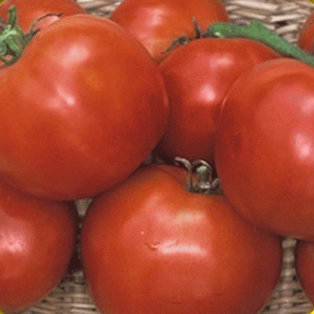 1/4 lb Marglobe Heirloom Tomato Seeds-everwilde Farms Mylar Graines Paquet 