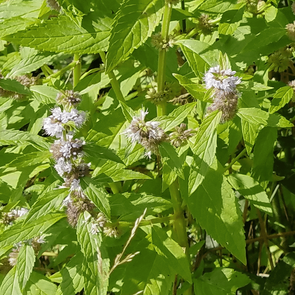 Mentha arvensis (Wild Mint) Wildflower Seed