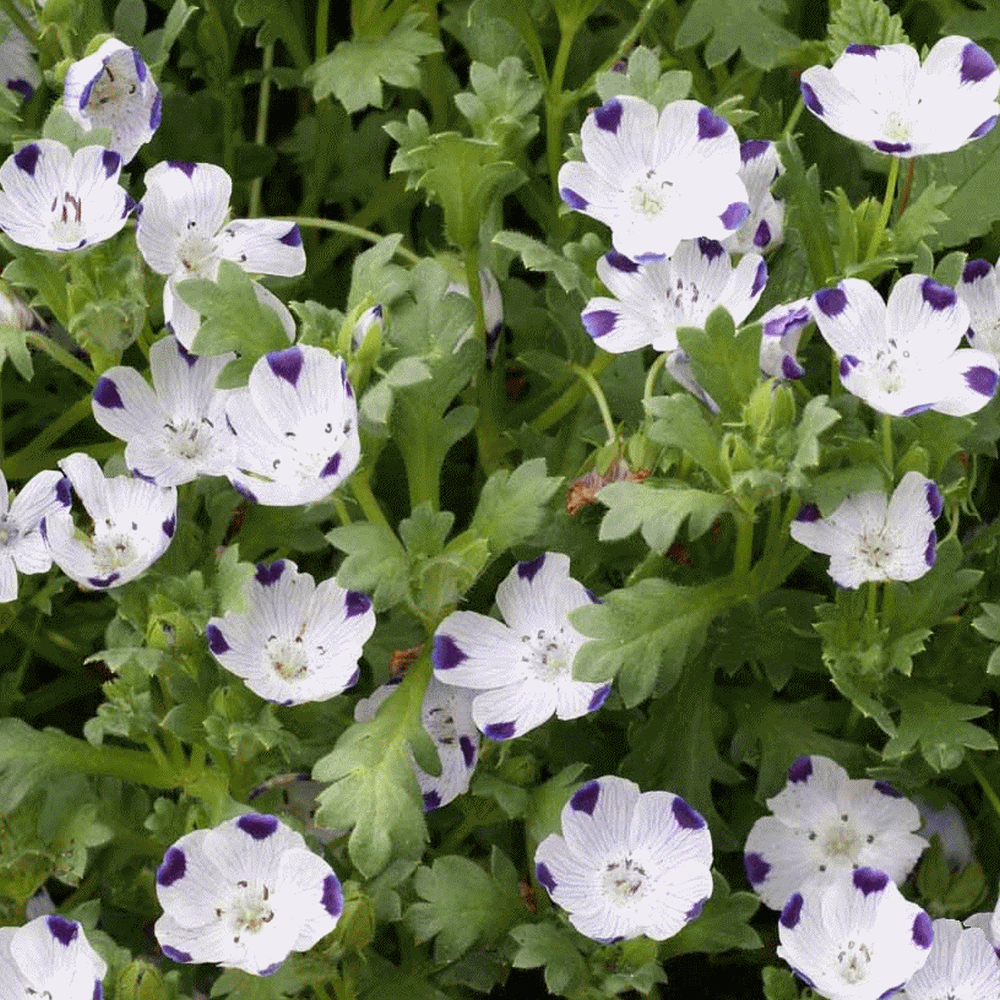 Nemophila maculata (Five Spot) Wildflower Seed