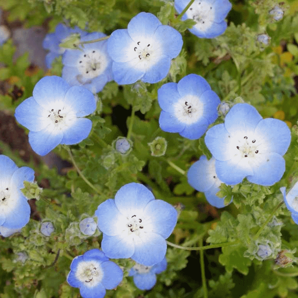 Nemophila Menziesii Baby Blue Eyes Wildflower Seed