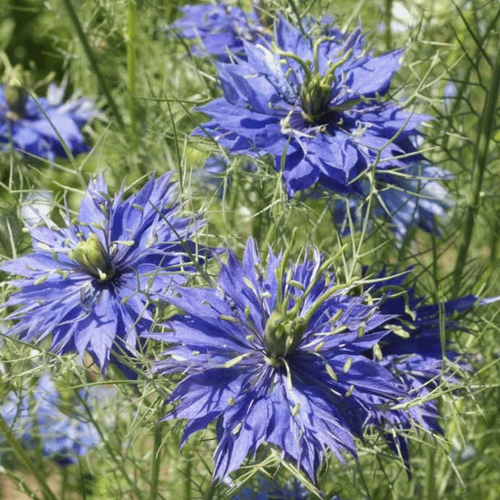 Nigella damascena (Love-in-a-Mist) Wildflower Seed